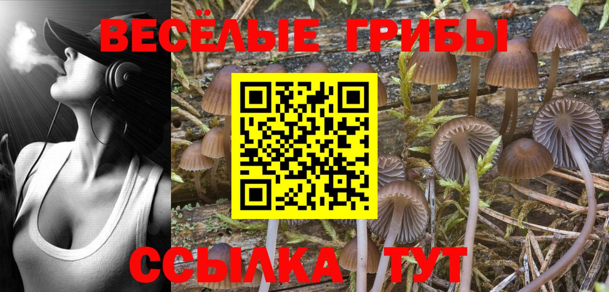 Псилоцибиновые грибы Psilocybine cubensis Белорецк